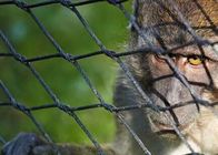 Pequeña red flexible de cercado neta del cable de Mesh Monkey Enclosure Ss Zoo de la cuerda de alambre de metal del pájaro