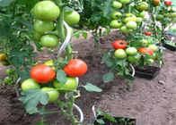 El poder verde cubrió las participaciones del espiral del tomate de 6.5m m