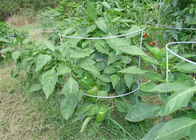 42 en la ayuda de la planta de tomate de 8 alambres de calibre para el jardín
